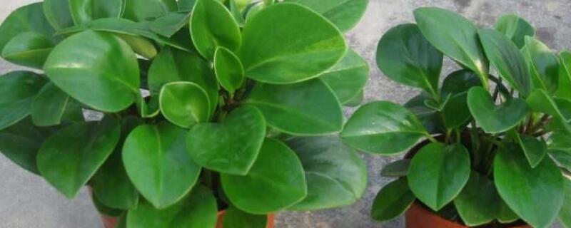 豆瓣花怎么养 豆瓣花怎么养爆盆