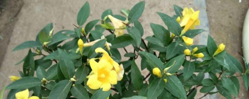 法国香水茉莉花栽植技术（新栽法国香水茉莉养护）