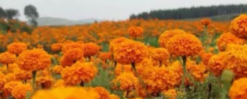 万寿菊怎么养（万寿菊怎么养殖方法）