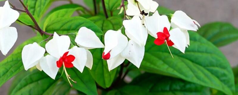 龙吐珠怎么养(龙吐珠怎么养殖)