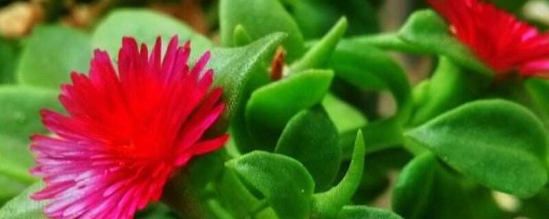 心叶日中花怎么扦插（心叶日中花怎么扦插水养）