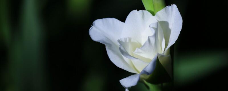 剑兰为何不开花 剑兰怎么能开花