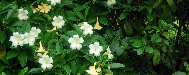 如何让非洲茉莉开花 非洲茉莉开什么花