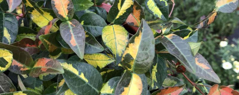 络石什么时候移栽（络石藤什么时候移植）