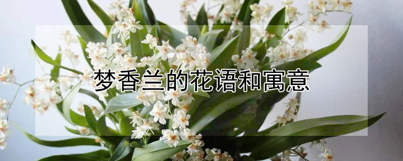 梦香兰的花语和寓意（梦兰花的花语）