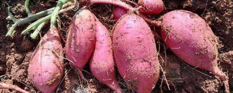 如何种红薯不生虫（怎样种红薯不长虫）