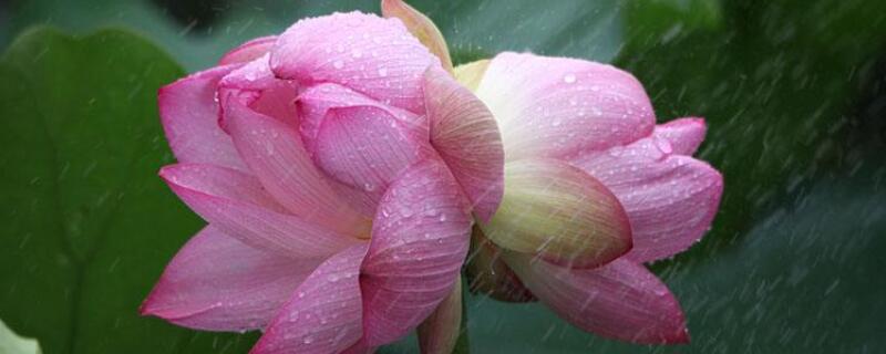 并蒂莲花盆栽怎么养 并蒂莲盆栽图片