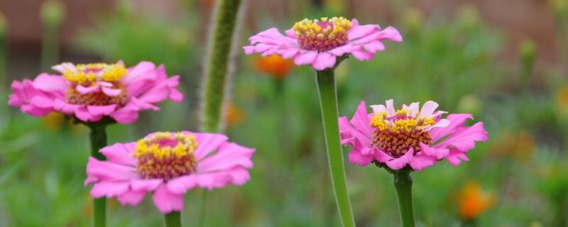 扶郎花的种植方法 扶郎花的种植和管理