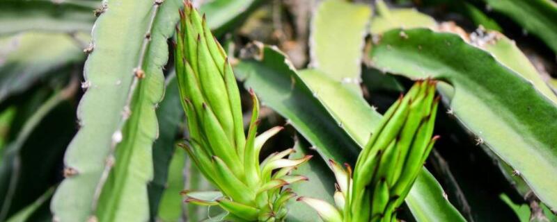 龙骨花叶子发黄是怎么了 龙骨叶子发黄怎么办