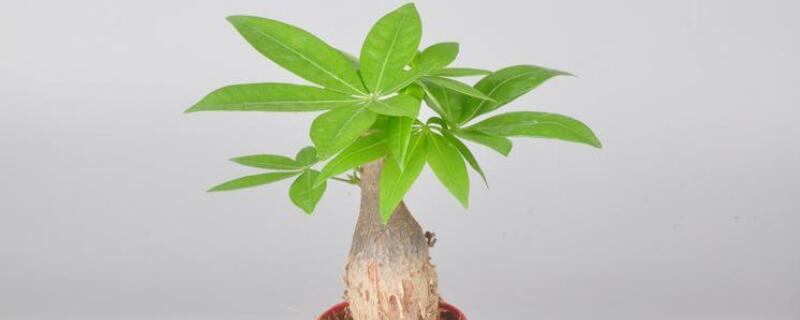 公司适合放什么绿植(办公室植物摆放)