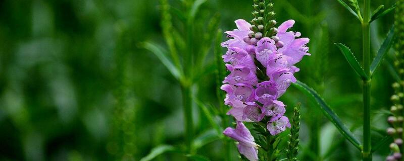 假龙头种植时间和方法 假龙头的种植方法