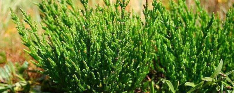 耐盐植物特性 耐盐植物是什么