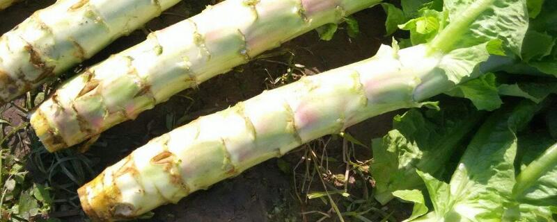 莴笋怎样变粗（怎样使莴笋又粗又壮）