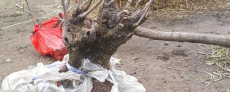 山上黄栌树桩容易活吗 生桩黄栌好成活吗