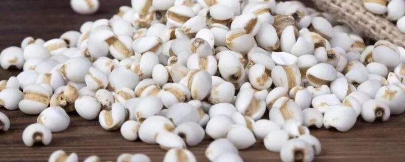 薏米长什么样 薏米长什么样子的图片