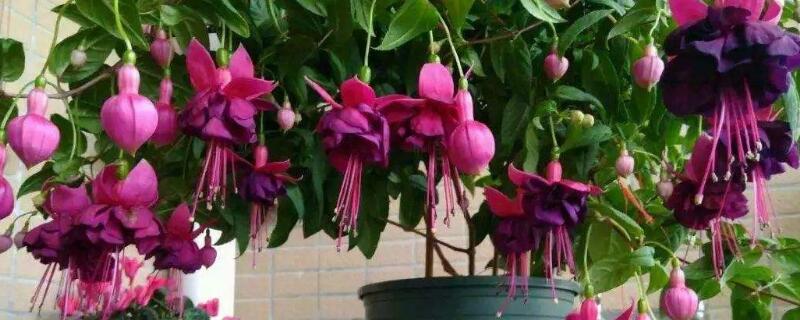 倒挂金钟换盆后掉花蕾 倒挂金钟花苞掉了