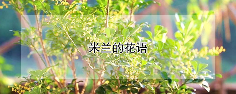 米兰的花语（米兰的花语是什么）