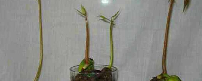 芒果发芽是什么样子(芒果是怎么发芽的)