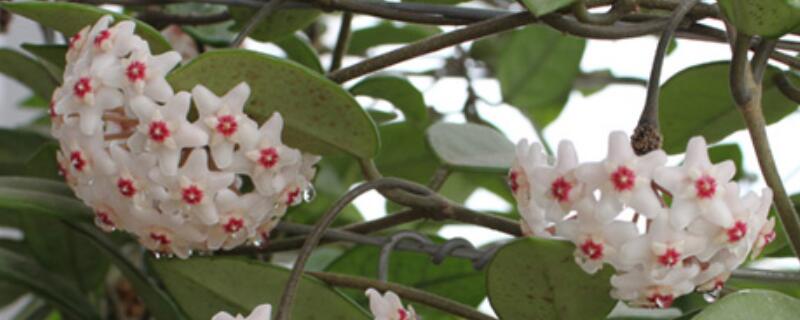 花卉球兰的养殖方法（球兰花怎么养殖）