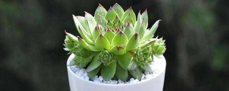 多肉不长大是什么原因 多肉不长大是什么原因是什么