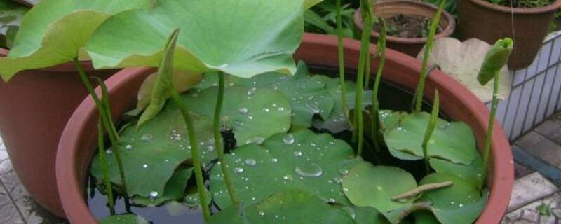 水缸种莲藕什么时候种（缸种莲藕成活后放多少水）