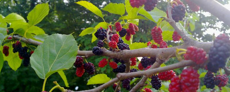 桑树插枝能活吗 桑树插枝条能活吗