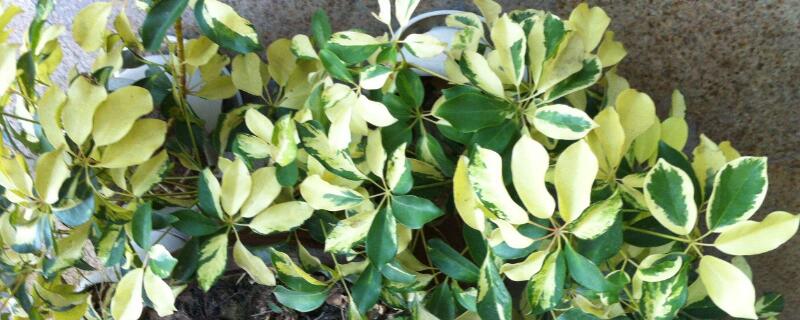 鹅掌柴掉叶子怎么回事（鹅掌柴落叶怎么办呢）