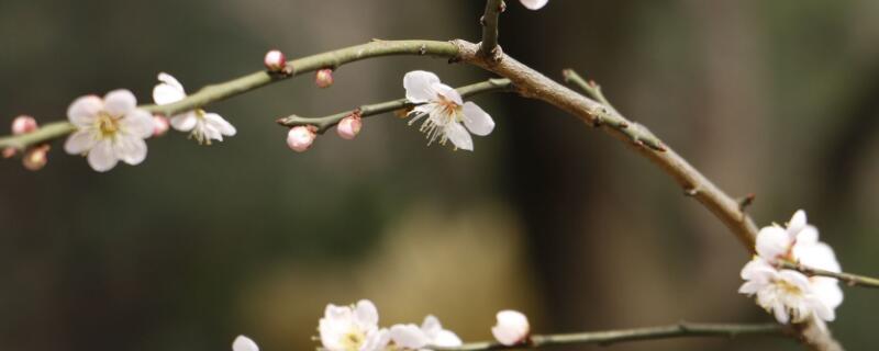 腊梅鲜切花怎么养护(腊梅鲜花如何养护)