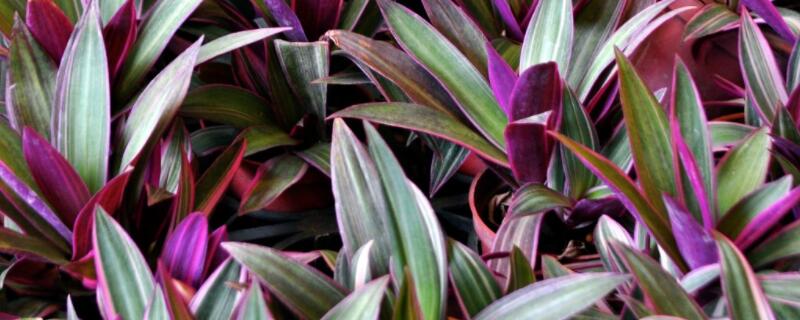 紫鸭跖草叶子反卷枯萎（紫鸭跖草叶子变绿）