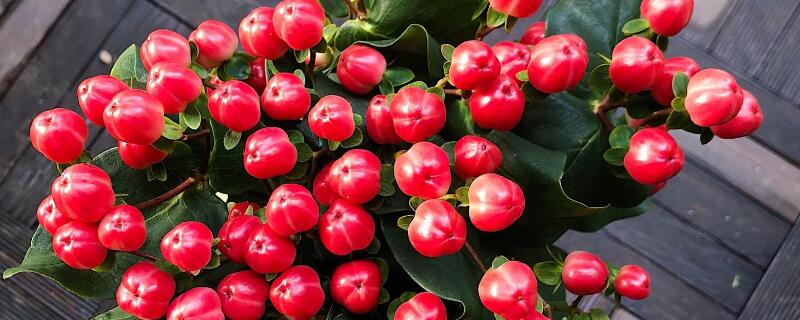 火龙珠怎么繁殖（龙珠花怎么繁殖）