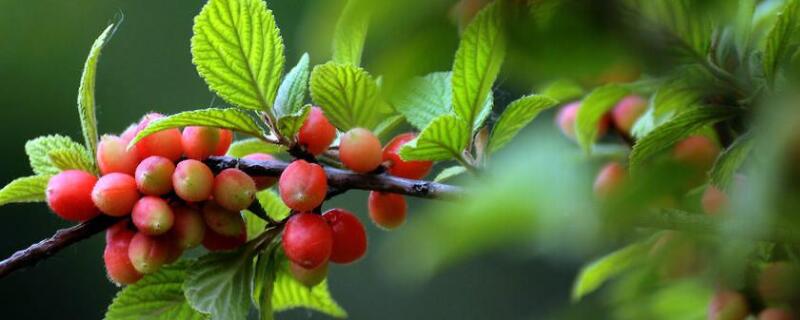 榆叶梅果实有何用途（榆叶梅的果实能食用吗）