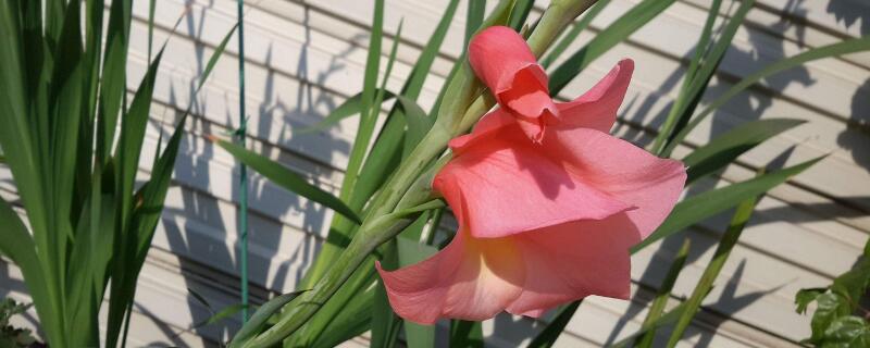 剑兰种球种植时间 剑兰花种球适合几月份种植成活率高