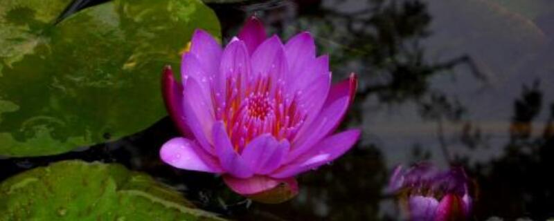 紫色睡莲插花不开花 睡莲插花瓶不开花