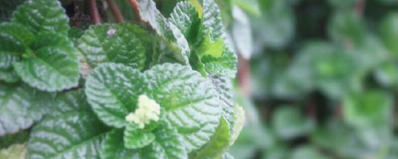 柠檬香蜂草怎么养(柠檬香蜂草最好别食用)