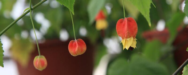 蔓性风铃花摘心的方法 蔓性风铃花掉花苞什么原因