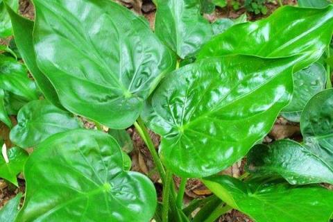 尖尾芋的养殖方法