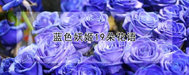 蓝色妖姬19朵花语（蓝色妖姬18朵花语）