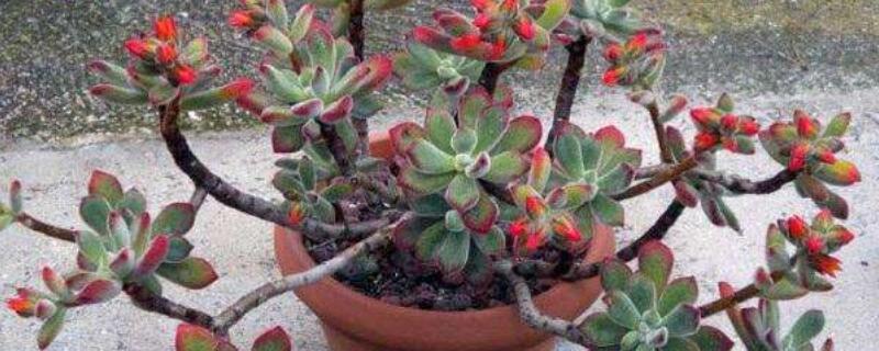 红兔耳多肉植物怎么养（多肉红兔耳的养殖方法和注意事项）