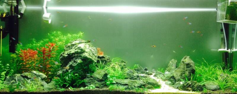 水草种子种植方法（珍珠水草种子种植方法）