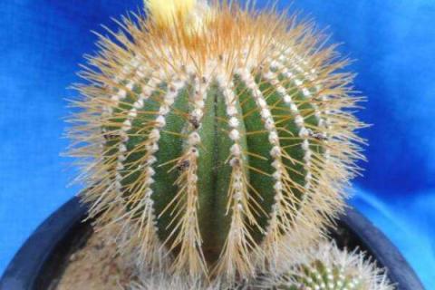 尤伯球养护要领