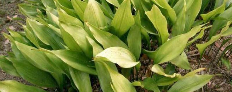 一叶兰叶子发黄是怎么回事 一叶兰叶子发黄是怎么回事儿?