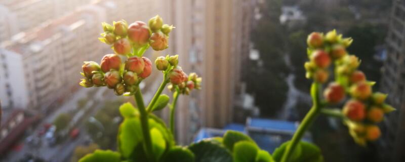 刚买回家的花应该怎么养（买回家的花怎么种）