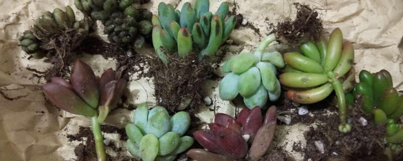 多肉营养土配方 多肉植物营养土配方