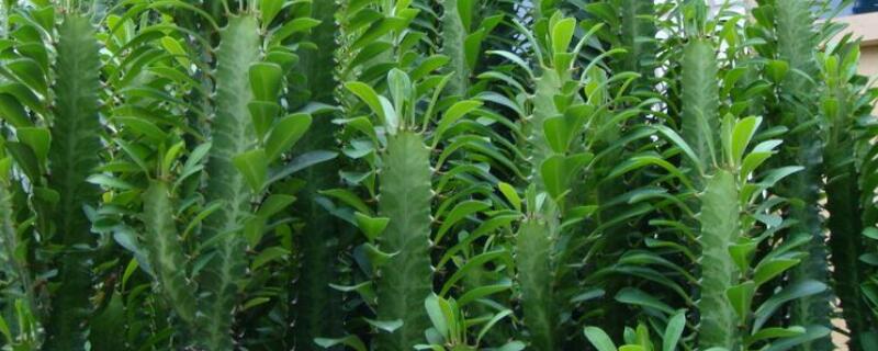 龙骨为什么不长叶子 龙骨为什么不长叶子不开花