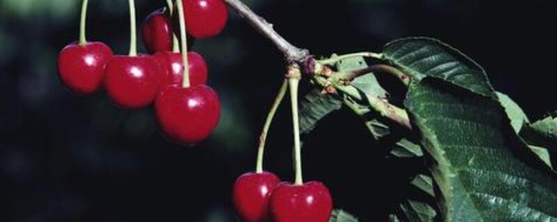 车厘子树和樱桃树的区别(车厘子树与樱桃的区别)