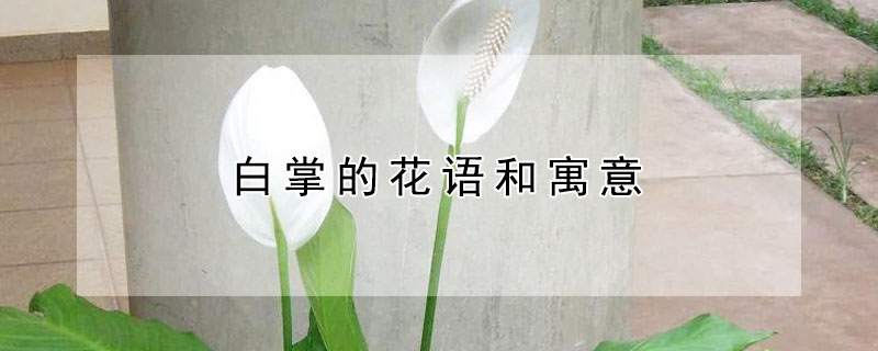 白掌的花语和寓意（白掌花的含义）