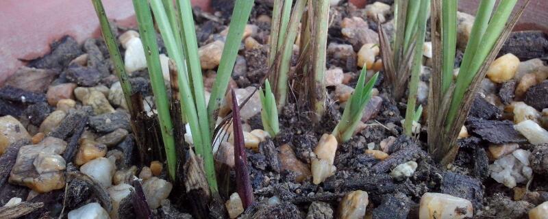 花施肥施多了怎么办（花的肥施多了怎么办）