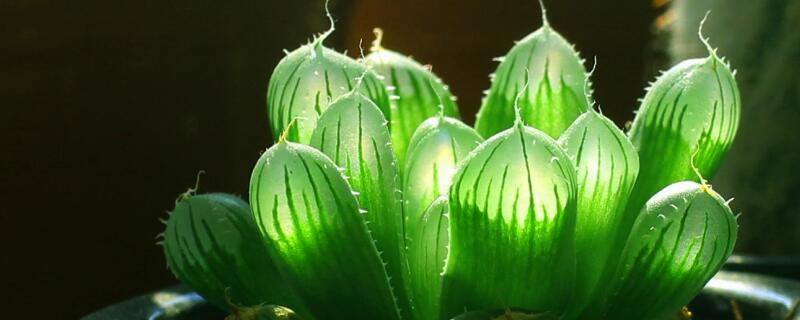 玉露干瘪了怎么恢复(玉露干瘪了怎么恢复多久)