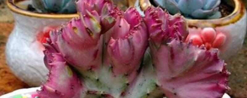 龙骨嫁接麒麟怎么养（什么人不适合养龙骨花龙骨嫁接麒麟）