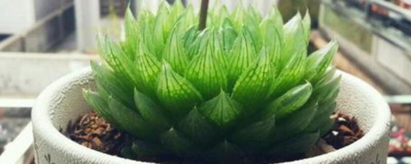 樱水晶徒了怎么挽救 樱水晶干瘪如何救